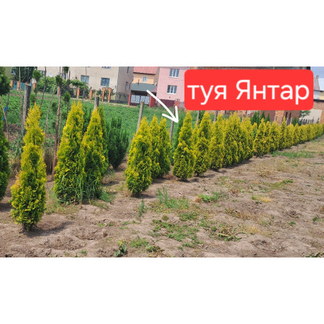 Туя західна Янтар Jantar Львів