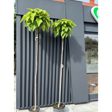 Катальпа бігнонійоподібна Нана Catalpa Nana