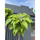 Катальпа бігнонійоподібна Нана Catalpa Nana