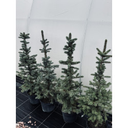 Ялина колюча блакитна Кейбаб ( Picea pungens Glauca Kaibab )