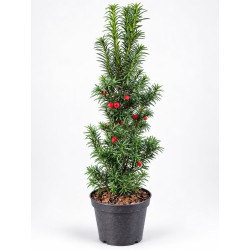 Тис середній Хіксі  Taxus media Hicksii