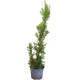 Тис середній Хіксі  Taxus media Hicksii