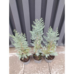 Кипарисовик Лавсона Блом / Блум Chamaecyparis lawsoniana Blom  / Bloom саджанці Львів