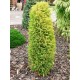 Ялівець звичайний Голд Кон / Juniperus communis Gold Cone
