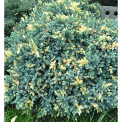 Juniperus squamata Floreant  (Ялівець лускатий Флоріант )