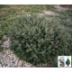 Ялина сербська Карел (Picea omorika Karel) Ель