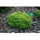Ялина звичайна/ європейська Літл Джем (Picea abies Little Gem)