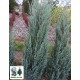 Ялівець скельний Мунглоу  Juniperus scopulorum Moonglow