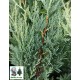 Ялівець скельний Мунглоу  Juniperus scopulorum Moonglow
