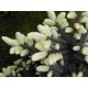 Ялина колюча Білобок (Picea pungens 'Bialobok')