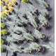 Кипарисовик Лавсона Пельтс Блю / Ван Пельтс Блю Chamaecyparis lawsoniana Pelt's Blue / Van Pelts Blue саджанці Львів