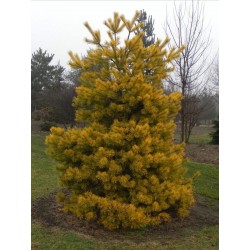 Сосна обыкновенная Винтер Голд  Pinus sylvestris Winter gold Україна