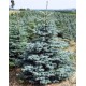 Ялина колюча блакитна Кейбаб ( Picea pungens Glauca Kaibab )